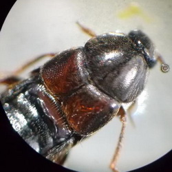 Aleochara curtula